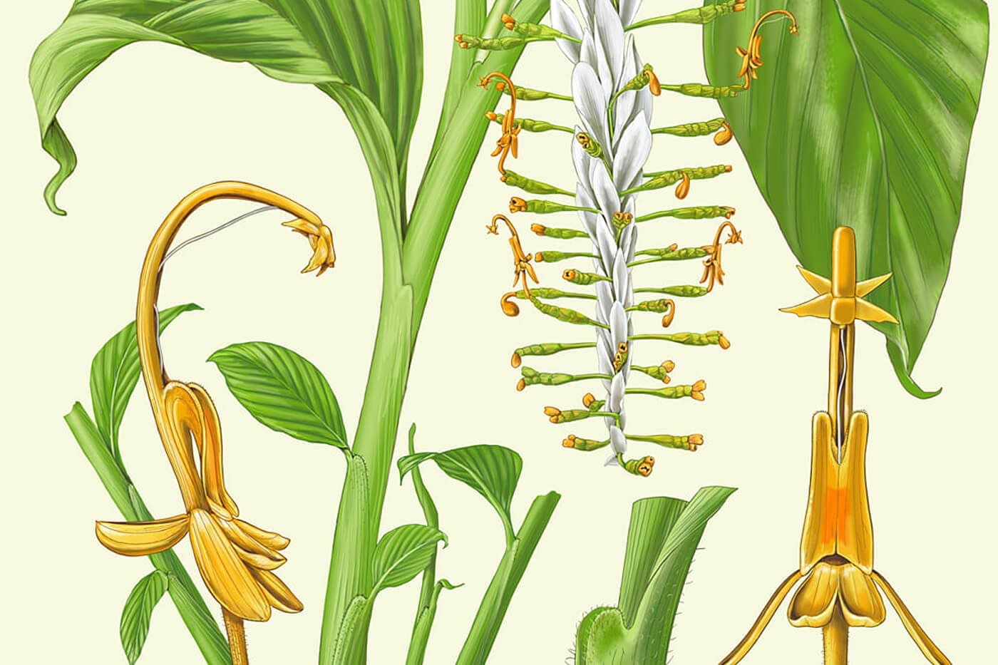 Yellow ginger-like botanical illustration with white inflorescence